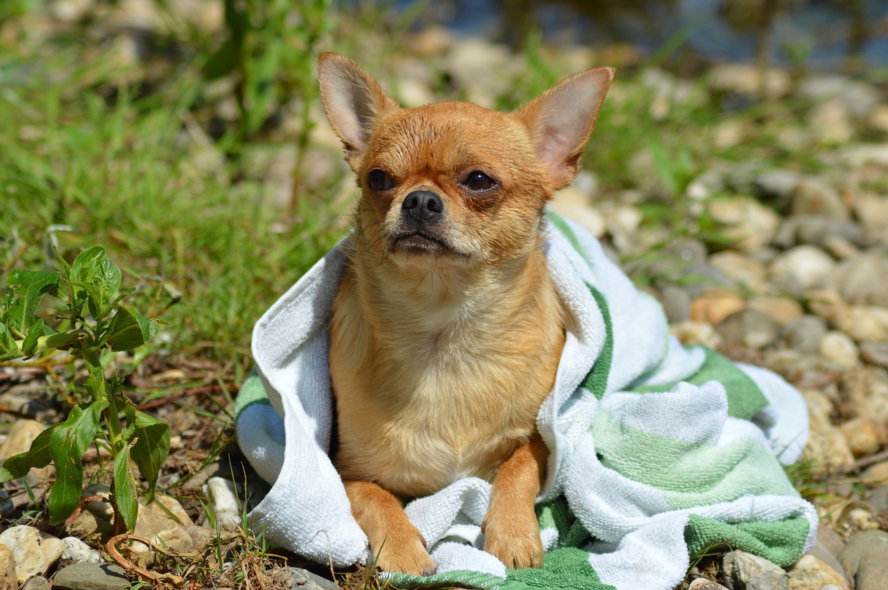 Hund auf Handtuch