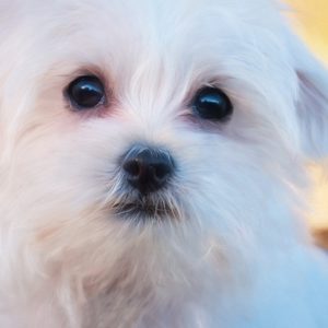Malteser Hund Charakter und Pflege