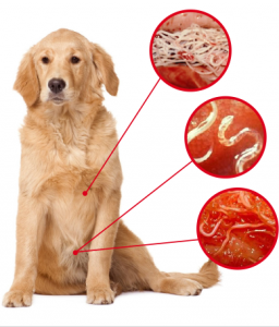 Wurmtest, DNA Test, Urintest, Allergietest für Hunde