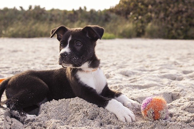 Hund apportiert den Ball